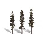 Standing Timber Conifer Trees