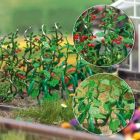 Cucumber and Tomato Plants