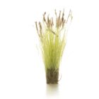 Long Grass/Prairie Grass, Brown Tipped