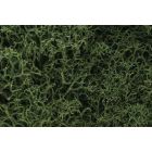 Lichen, Medium Green