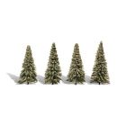 Blue Needle Spruce Trees